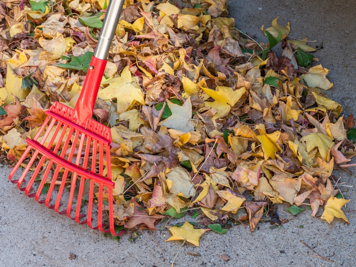 Rake resting on a pile of autumn leaves