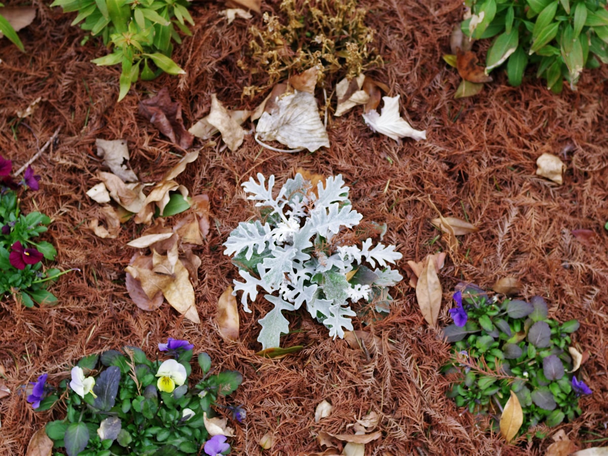 Garden bed with fresh mulch and plants