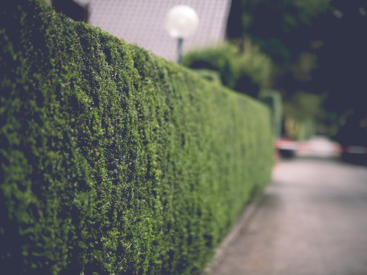 Neatly trimmed green shrub hedge